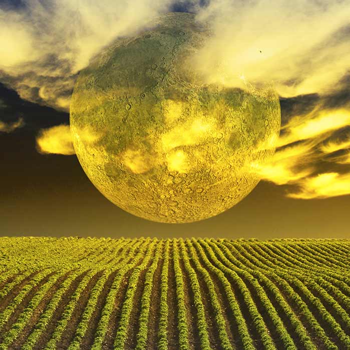 harvest moon